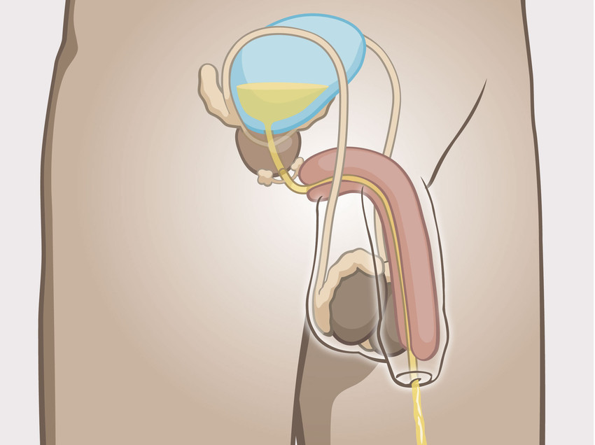 urineblaas-urineleiders