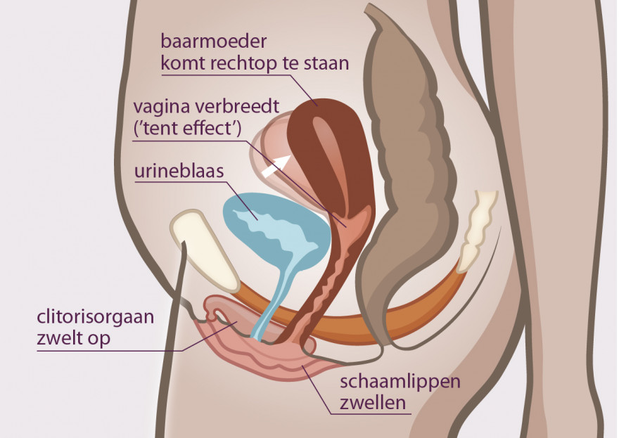 vagina bij opwinding