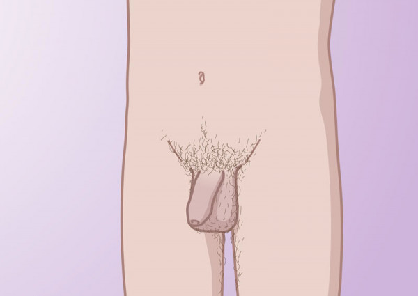 ontwikkeling van de penis in late puberteit